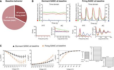 cAMP-Dependent Signaling Restores AP Firing in Dormant SA Node Cells via Enhancement of Surface Membrane Currents and Calcium Coupling